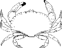 Top view of a red rock crab