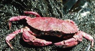 A red rock crab